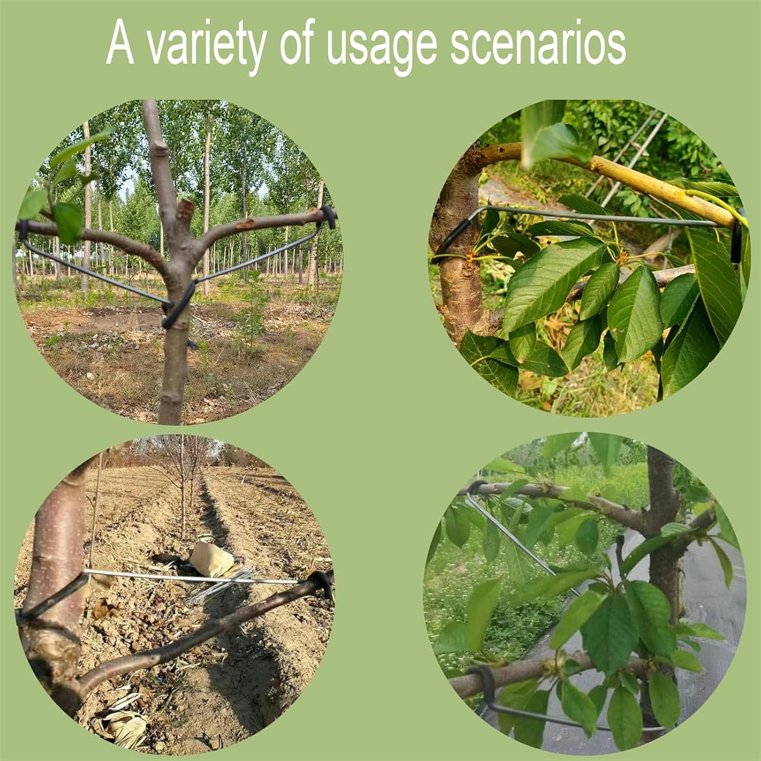 Adjustable Fruit Tree Branch S - Bonsai Garden Usa ulasan dan harga