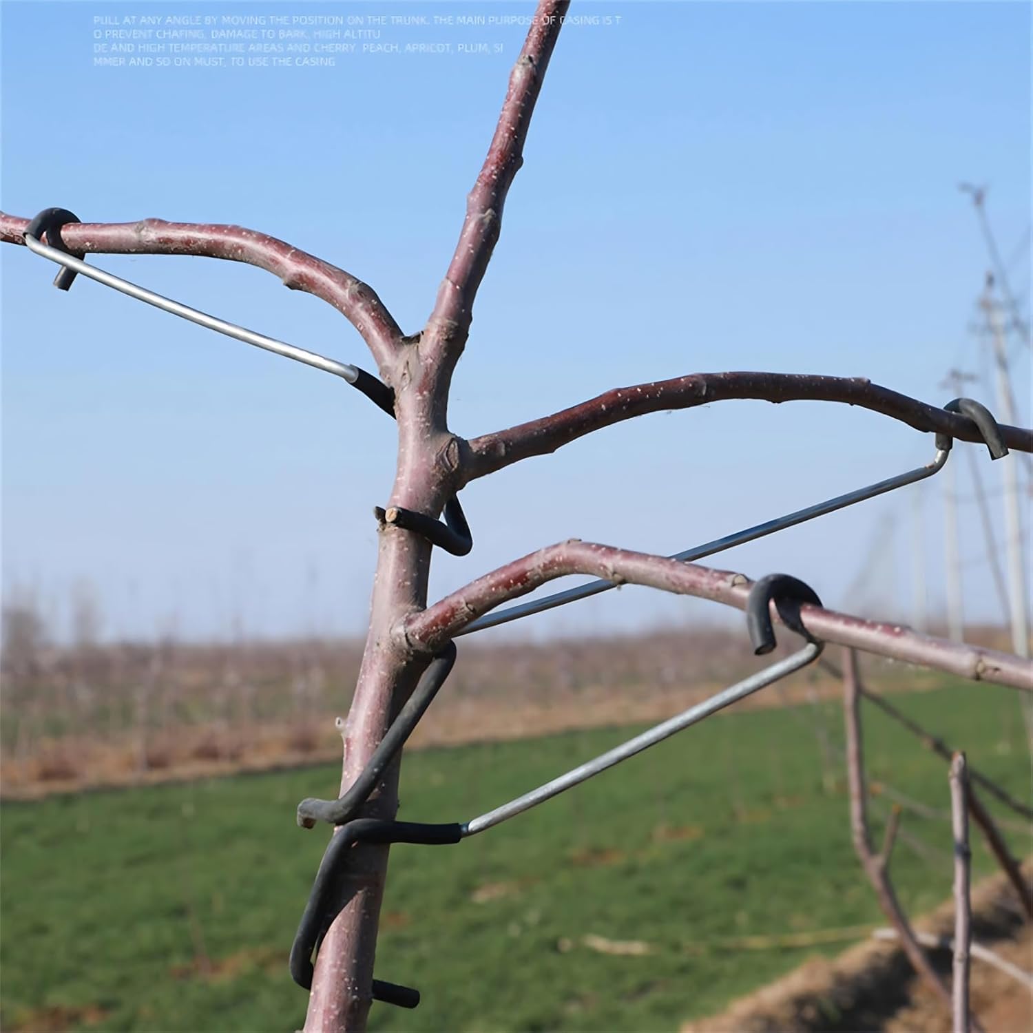 Adjustable Fruit Tree Branch S - Bonsai Garden Usa ulasan dan harga