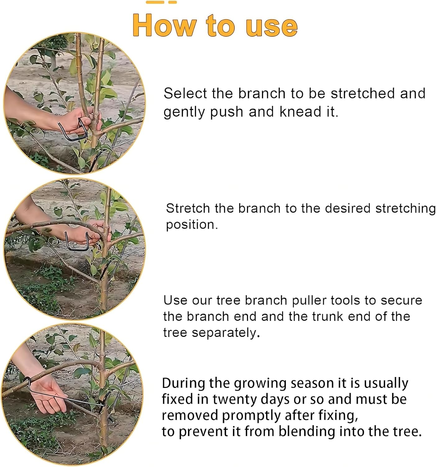 Adjustable Fruit Tree Branch S - Bonsai Garden Usa ulasan dan harga