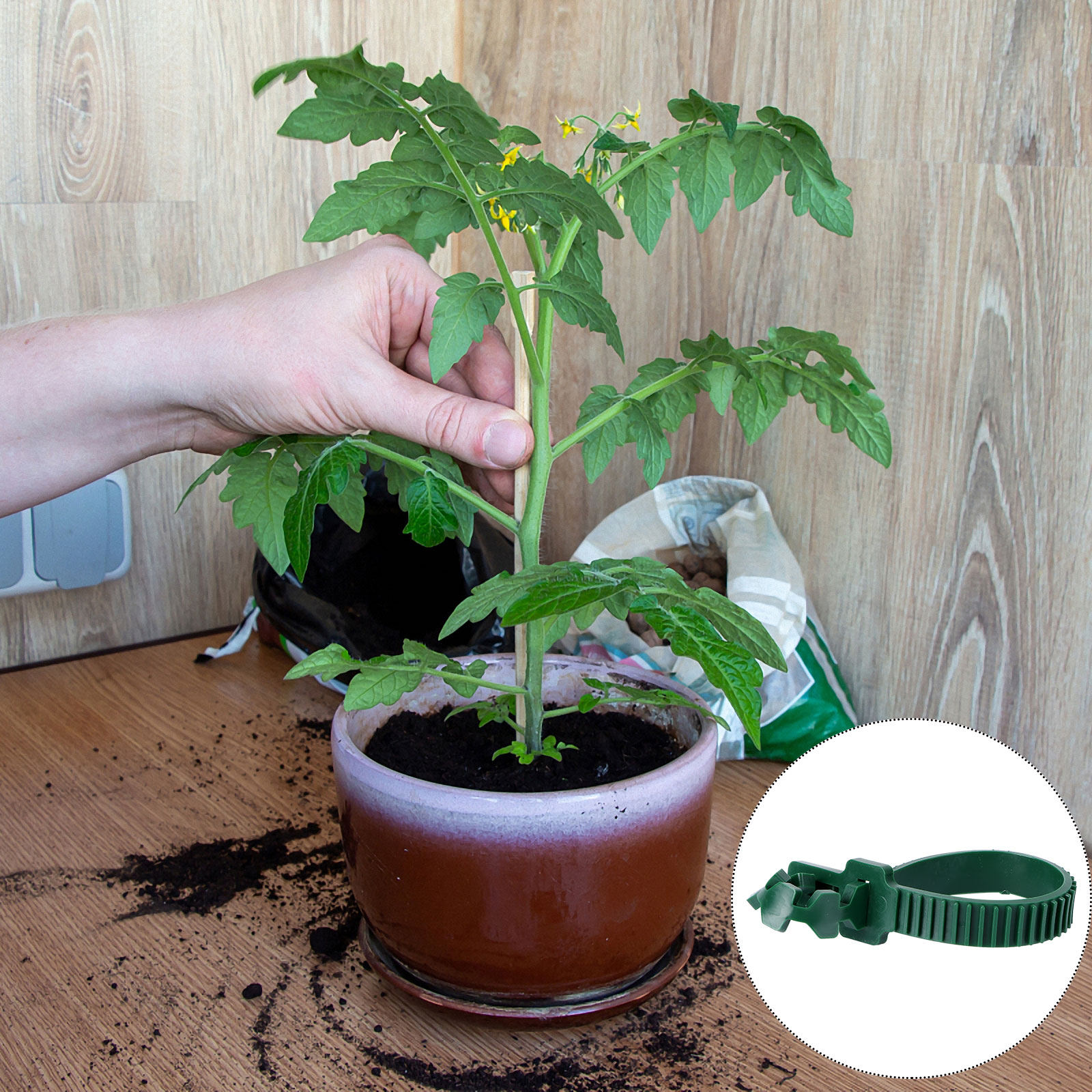 20Pcs Vine Fixing Buckle Garde - Bonsai Garden Usa ulasan dan harga