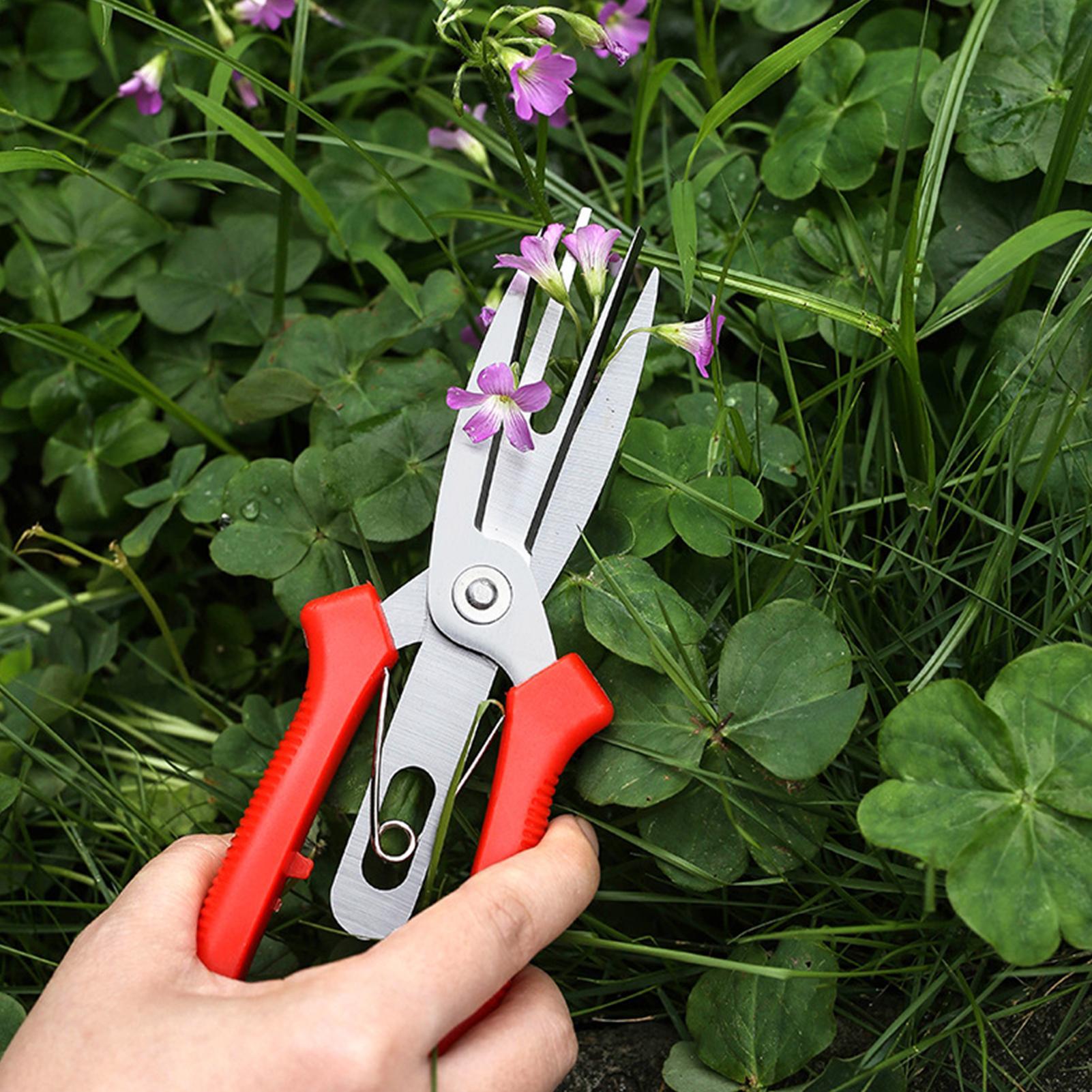 Garden Shears Stainless Steel  - Bonsai Garden Usa ulasan dan harga